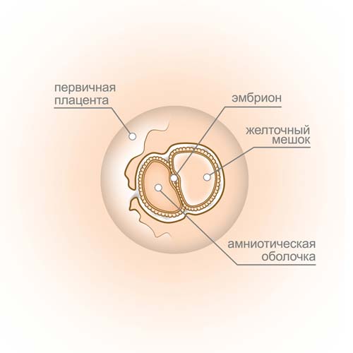4 Wochen Embryo